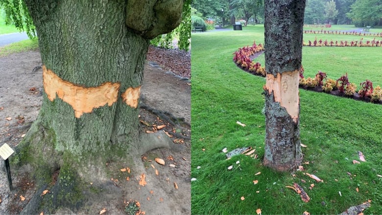 Bark was stripped off roughly 30 trees at the Halifax Public Garden. Municipal staff will monitor the health of the trees over the coming months to see how many will be able to survive.